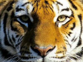С рук им это не сойдет глава Амурской области отреагировал на убийство тигра Павлика Есть информация о причастных к преступлению
