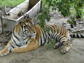 Подозреваемые в убийстве тигра Павлика заключены под стражу