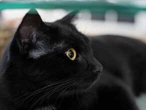 Не отдавайте черных кошек Зоозащитники предупреждают амурчан об опасности