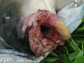 В Амурской области рыбаки бьют тревогу в реке Зея много живой рыбы со страшными язвами видео