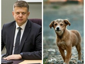 Заммэра Благовещенска Дмитрий Перов отреагировал на решение суда о собачьих площадках 