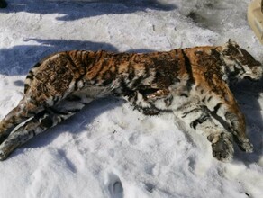 В Хабаровском крае ФСБ разыграла настоящий детектив с охотниками на тигров