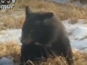 Белогрудого медвежонкасироту от голода и холода спасли в Приморье видео