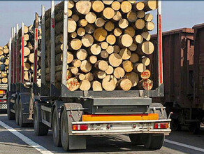 Дело о контрабанде леса с Дальнего Востока в Китай на сумму свыше миллиарда рублей ушло в суд