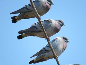 Краснокнижных голубей увидели в Муравьевском заказнике Амурской области фото