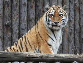 В Приморье поймали тигрицу и решили оставить ее в неволе фото