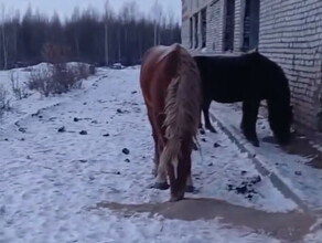 скриншот видео