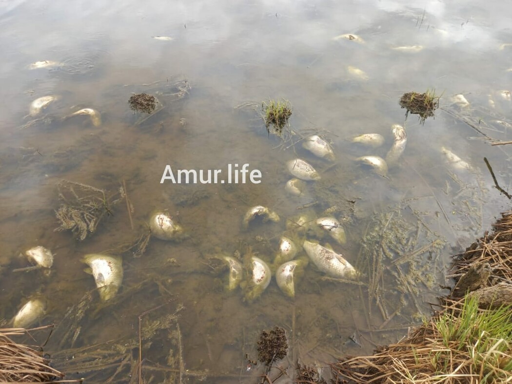 Амур life. Рыбы в пруду. Рыба из озера. Фото озеро с рыбками.