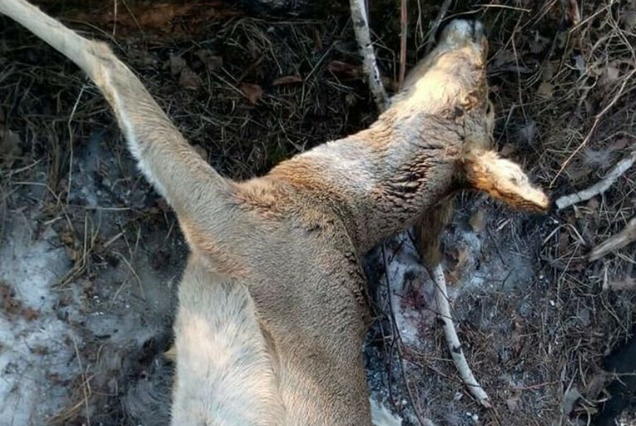 В Мазановском районе в петле браконьера погибла косуля