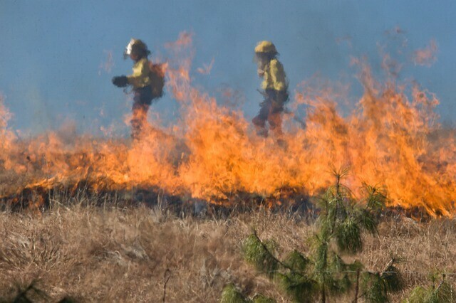В Хинганском заповеднике пока не могут справиться с сильным природным пожаром Туда направлены дополнительные силы