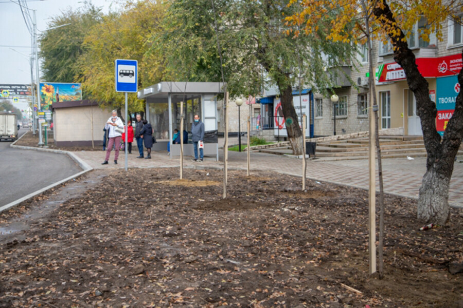 Специалисты рассказали благовещенцам почему нельзя белить деревья во дворах и на улицах 