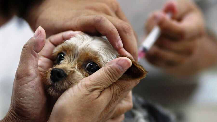 В Амурской области начнется поголовная вакцинация кошек и собак от бешенства