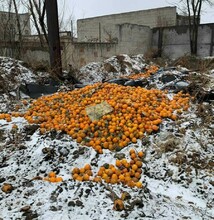 В Благовещенске неизвестные вывалили на улице грузовик мандаринов видео