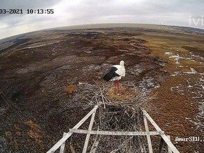 В Амурской области у пары дальневосточных аистов появилось первое яйцо