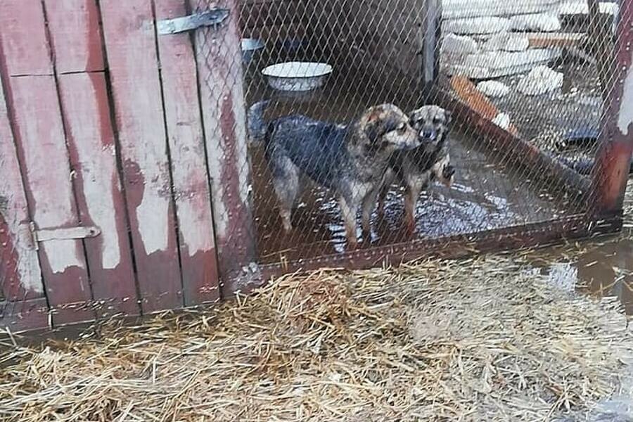 Собаки в воде в Благовещенске затопило приют для животных видео