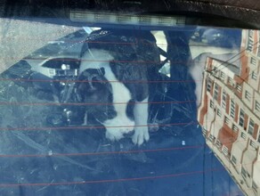 Очевидцы в Благовещенске породистый щенок провел несколько дней в запертой машине фото видео