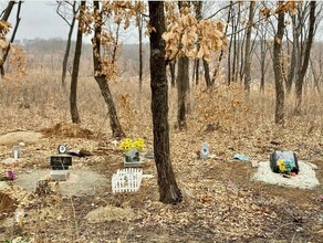Стихийное кладбище домашних животных появилось в Благовещенске