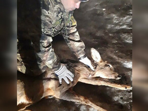 Амурские охотоведы спасли косулю от собак видео
