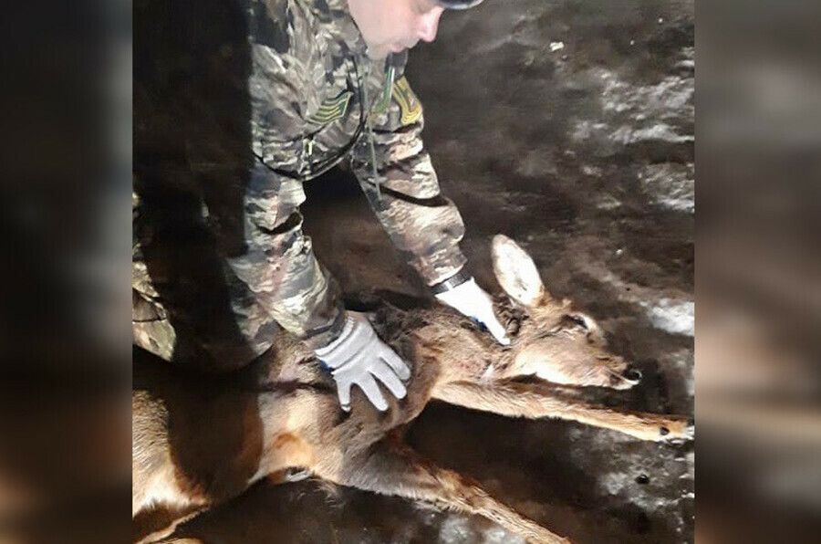 Амурские охотоведы спасли косулю от собак видео