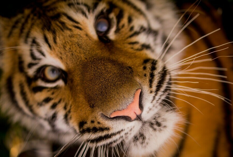 В Приморье объявился неуловимый тигрхулиган видео