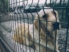 Поймал собаку  получи две тысячи Мэр Белогорска предложил вариант отлова бездомных животных
