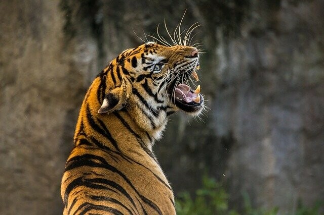 В пригороде Хабаровска заметили тигра
