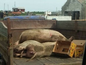 1 6 миллиона рублей за 142 свиньи в правительстве Приамурья назвали сумму компенсации свиноводам Архаринского района