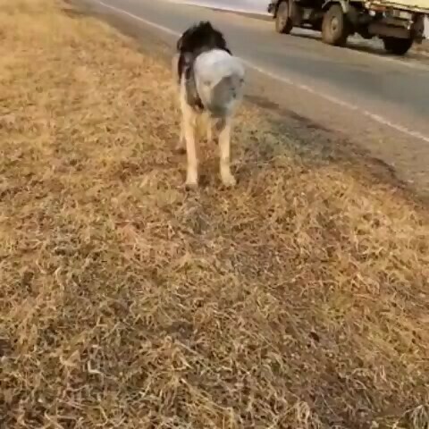 В Тамбовском районе у дороги бегает собака с банкой на голове видео