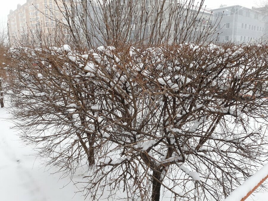 Циклон со снегом уходит из Амурской области прогноз погоды на 13 апреля