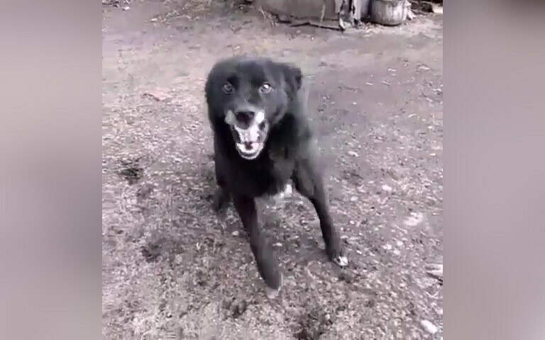 В Приамурье новый случай бешенства зараженный пес напал на хозяина видео
