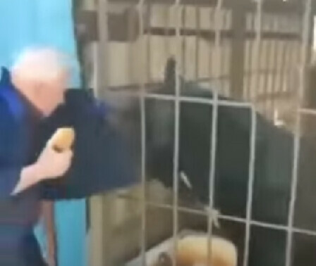 Соцсети в Благовещенске медведь пытался схватить человека который его кормил
