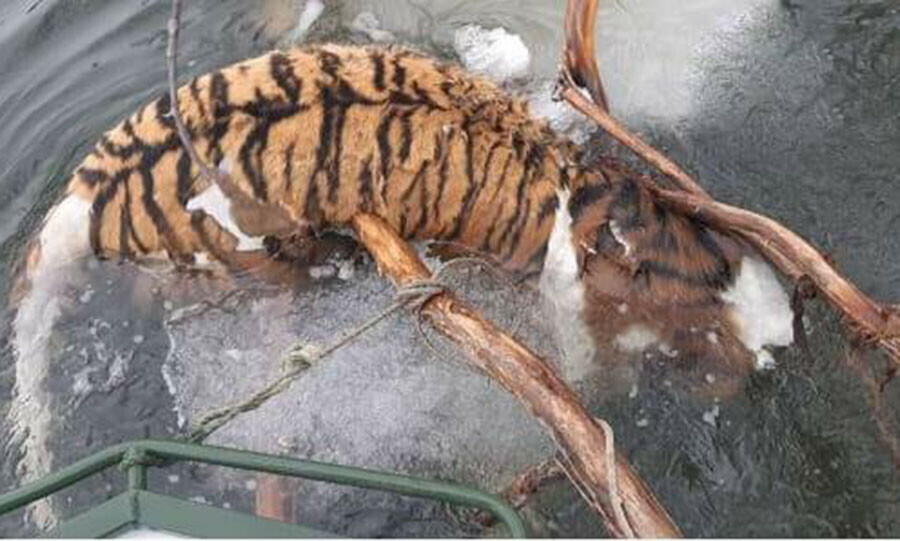 Тигра без головы нашли в Хабаровском крае