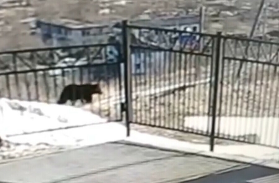 Медведь пришел в школу на Сахалине видео
