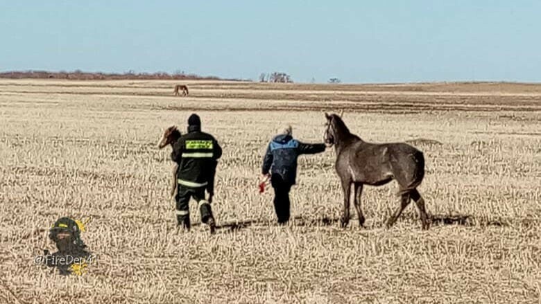 В Благовещенском районе пожарные спасли новорожденного жеребенка родившегося в канаве с водой