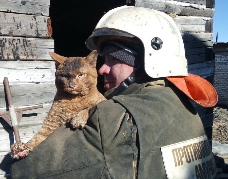Амурские спасатели во время пожара выручили из беды кота