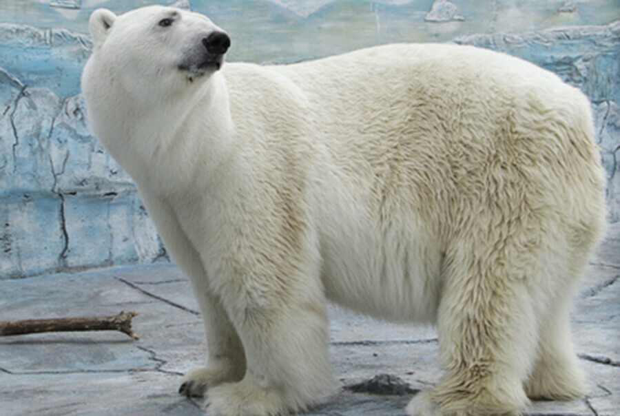 В зоопарке Екатеринбурга по вине посетителей бросивших мячик погиб белый медведь фото