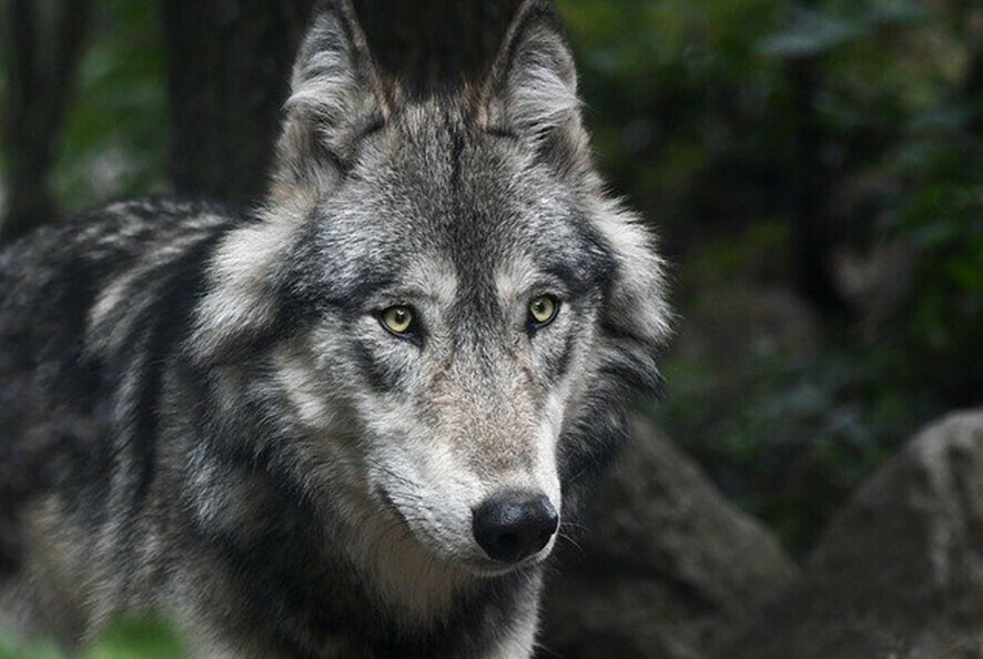 Опытным охотникам на волка в Амурской области присвоят особый статус