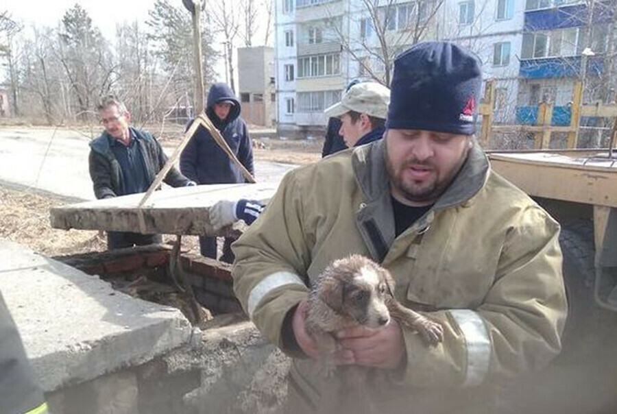 В Магдагачи спасатели демонтировали колодец чтобы достать из теплотрассы щенка 