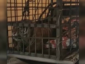 Ворвался в деревню и напал на людей у китайцев своя версия о приходе тигра 