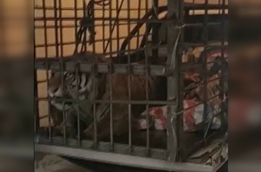 Ворвался в деревню и напал на людей у китайцев своя версия о приходе тигра 