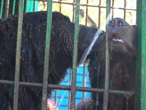 Стало известно законно ли живет на благовещенской базе медведь который два раза нападал на людей