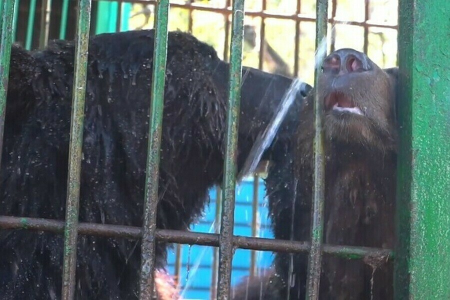 Стало известно законно ли живет на благовещенской базе медведь который два раза нападал на людей