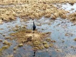 В Амурской области в 2020 году поселились более 200 пар даурских и японских журавлей видео 