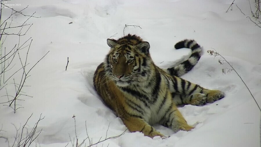 После убийства тигра Павлика в Амурской области выпустят еще одну тигрицу