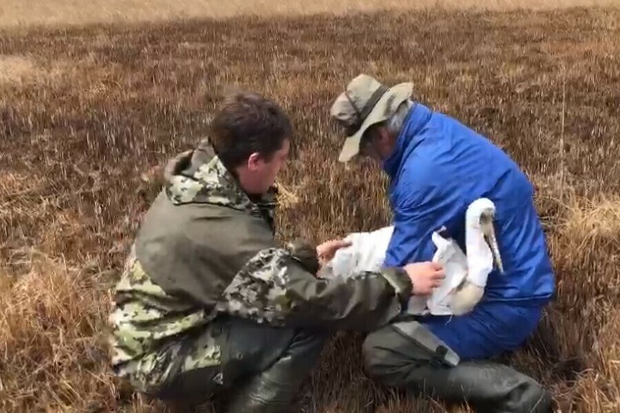 GPSдатчик и полетел в Приамурье выпустили на волю японского журавля видео