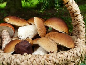 Арендовать лес чтобы собирать грибы в России ужесточили правила сбора даров природы
