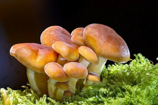 Размер шляпки проверять не будут в Минприроды РФ сделали официальное заявление по поводу сбора грибов и березового сока