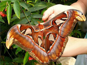 В Благовещенске вылупилась самая большая бабочка в мире видео