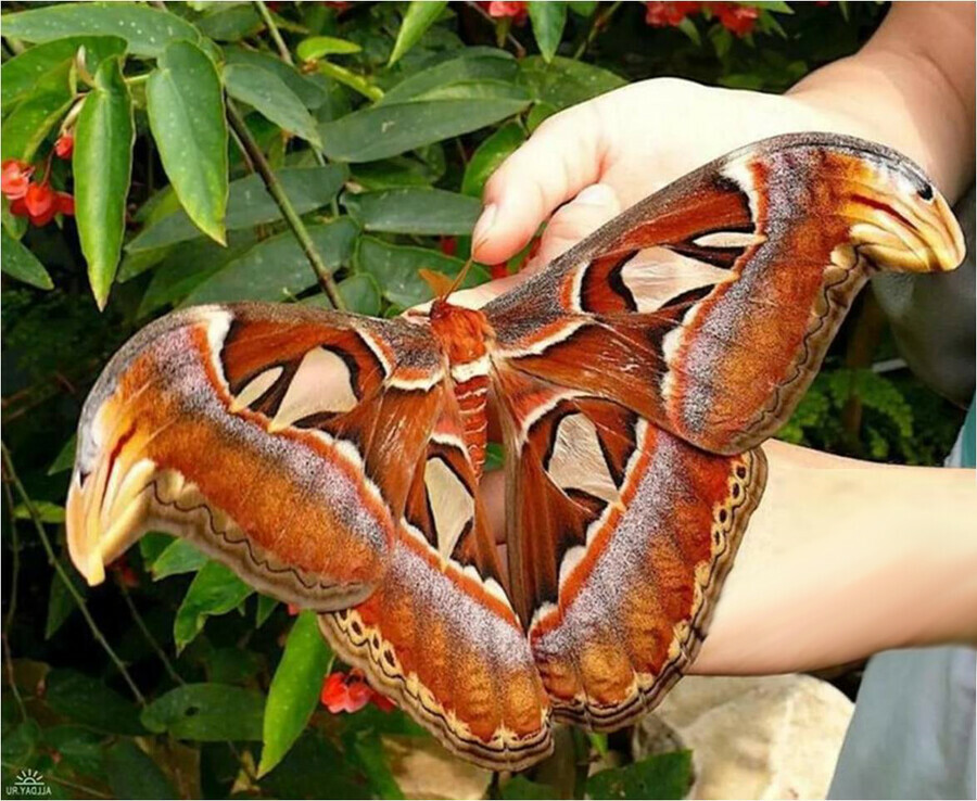 самая крупная бабочка в мире