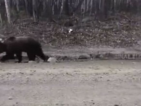 Появилось видео как на севере Приамурья медведь вышел к людям видео